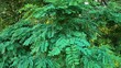 Gewöhnliche Robinie (Robinia pseudoacacia)	