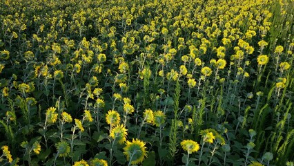 Wall Mural - field of sunflowers - maryland