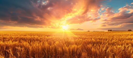 Wall Mural - golden field of wheat with majestic sunset casting a gorgeous glow on the surreal landscape