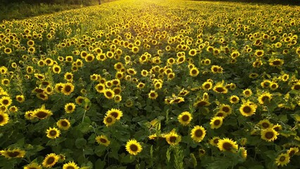 Wall Mural - field of sunflowers - maryland