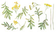 © Ekatmart - Watercolor common tansy. Set of yellow field flowers. Hand drawn illustration isolated on white background. Bundle botanical medicinal wildflowers clipart. Elements