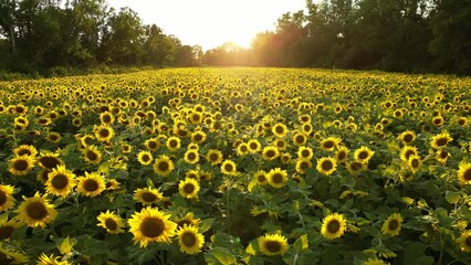 Wall Mural - field of sunflowers - maryland