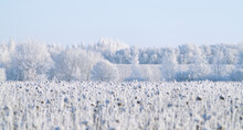 A Frozen Field Of Sunflowers During Severe Frosts On A Winter Day
