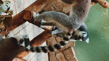 Lemurs Live Behind A Cage In A Zoo. A Ring-tailed Lemur Stands On A Large Branch. Lemur Eats In A Cage, Funny Animal, Zoo, Animal Protection, Endangered Species, Long Tail