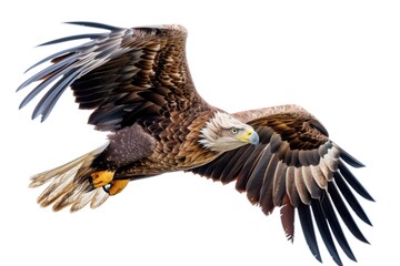 Poster - A powerful eagle soaring through the sky, showcasing its grace and strength. Ideal for nature enthusiasts and wildlife documentaries