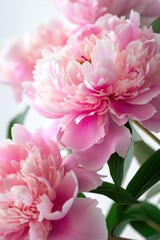 Poster - Pink flowers in a vase. Perfect for adding a touch of color to any room