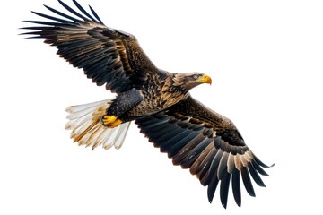 Poster - A large bird flying through the sky with its wings spread. Suitable for nature and wildlife themes