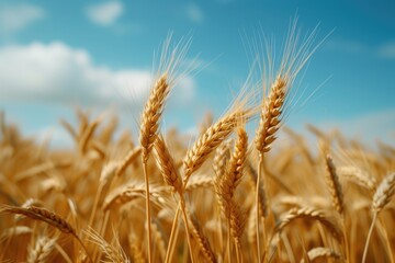 Aufkleber - A picturesque field of wheat with a beautiful blue sky in the background. Perfect for agricultural, nature, or landscape-themed projects