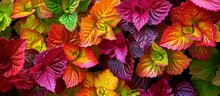 Mesmerizing Decorative Coleus Flower Leaves Background: An Arresting Tapestry Of Decorative Coleus Flower Leaves Creates A Captivating Background
