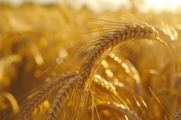 A close-up view of ripe wheat in a field. Suitable for agricultural and nature-related projects