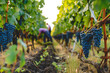 © AndyGordon - Grape harvesters at work in a picturesque vineyard