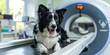 Doctor preparing dog to have lumbar spine MRI. Vets examining x-ray on dog in veterinary surgery, Veterinary and animal care