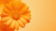 orange background with macro blossoms of orange marigold flowers