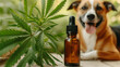 Tierisches Wohlbefinden: Cannabisöl-Flasche und glücklicher Hund