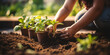 Garden and gardening. Hands planting young seedlings in fertile soil with warm sunlight