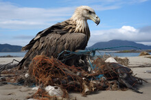 Eagle Entangled In Beach Pollution