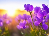 Fototapeta Kwiaty - Purple flowers close up. Spring season landscape at sunrise. Wild flowers meadow