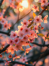 The Delicate Pink Petals Of Cherry Blossoms Are Radiant Against The Warm Glow Of A Setting Sun