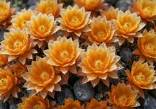 Close-up Of Orange Cactus Flowers With Dewdrops – Beautiful Botanical Texture Wallpaper