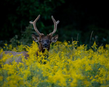 Peek A Boo! Juvenile Elk Surprised By Noise While Eating In Butterweed Wildflower Pasture At Elk And Bison Prairie In Golden, KY
