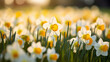 Daffodils in the meadow. Blooming narcissus flowers in spring. Selective focus and shallow depth of field. Bokeh background.