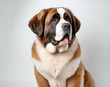 Portrait of the Saint Bernard dog