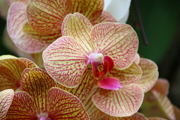 Phalaenopsis Baldan's Kaleidoscope (Orchid with Red Veins)