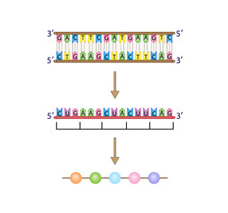 Transcription and Translation. DNA, mRNA and Protein synthesis. DNA is converted into a mRNA and mRNA directs protein synthesis. Genetic code. Vector illustration.