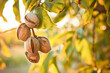 Pecan fruit tree isolated on abstract background, food concept, April, generative ai