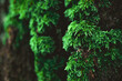 fresh green moss on a tree in a forest