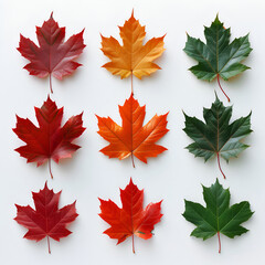 Wall Mural - set of autumn leaves, Isolated maple leaves on white