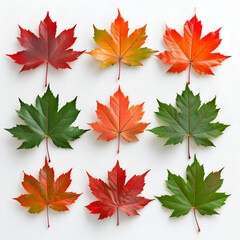 Wall Mural - set of autumn leaves, Isolated maple leaves on white