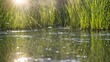 Environmental art photo a naturally blurred scene of water amidst vegetation, with a sunburst shining in the background, standard stock