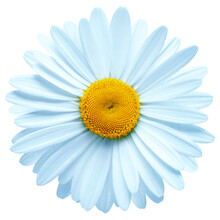 One Blue Daisy Flower Isolated On White Background. Flat Lay, Top View. Floral Pattern, Object