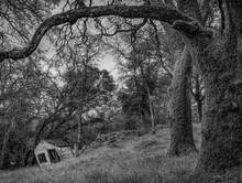 Dramatic Black And White Image Of An Old Weathered Abandoned Shack In The Northern California Foothills With Large Branches Framing The Wooden Structure.