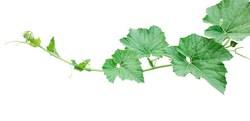 green leaves isolated on white, a vine with leaves  on a transparent background, Green gourd and leaves, a pumpkin leaves