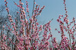 © ok_fotoday - Delicate pink background with branches of blooming peach
