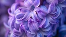 The Details Of A Hyacinth