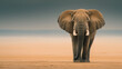 an Elephant standing against sand color background with copy space