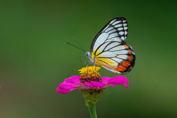 Wall Mural - Painted jezebel butterfly Delias hyparete feeding on pink zinnia flower nectar in flower garden, natural bokeh background