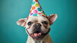 Happy Dog Wearing a Colorful Birthday Hat. Joyful dog with a big smile, wearing a vibrant polka-dotted birthday party hat against a teal background.
