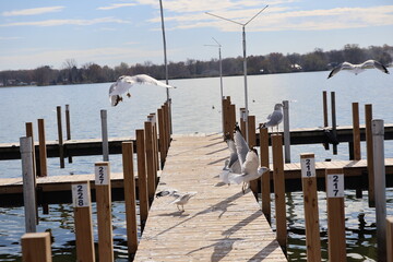 Wall Mural - Wooden dock in the Marina over the lake in the winter. Taken over by seagulls. 
