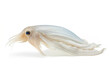 Bigfin reef squid soft cuttlefish on white background. Undersea animals. Food. Generative AI.