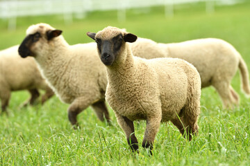 Wall Mural - domestic sheep walks on a meadow and eats grass