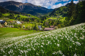 Wall Mural - Blooming white daffodil flowers on the slope near small village