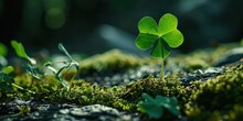 A Four Leaf Clover Growing Out Of Moss