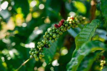 Poster - Coffee beans grow on tree