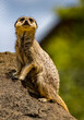 Meerkat keeps watch at New Zealand zoo.