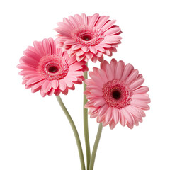 Canvas Print - Trio of pink gerbera daisies, cut out