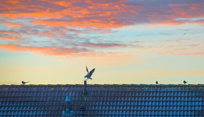 Wall Mural - Seabird lands on a roof in an orange colored sky at sunrise in winter, Almere, Flevoland, The Netherlands, January 28, 2024